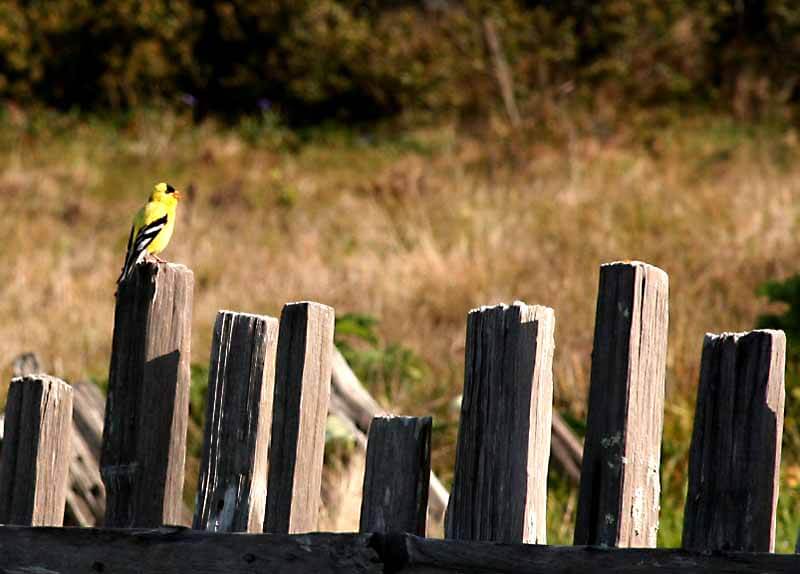 Small bird sitting on wooden fence.