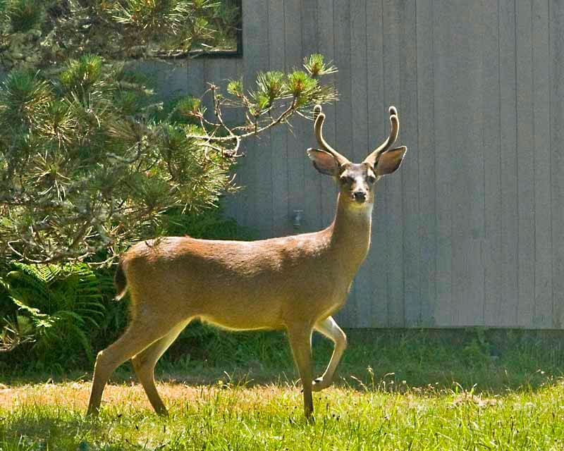 Front yard of house with a buck standing on grass