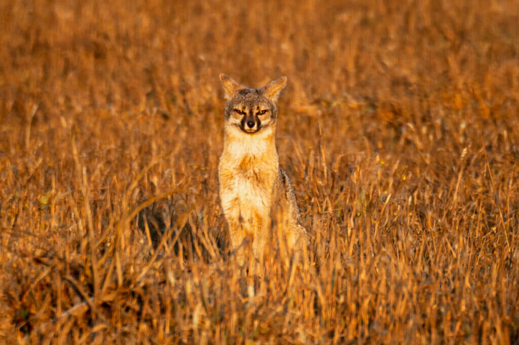Loeffler photo of fox
