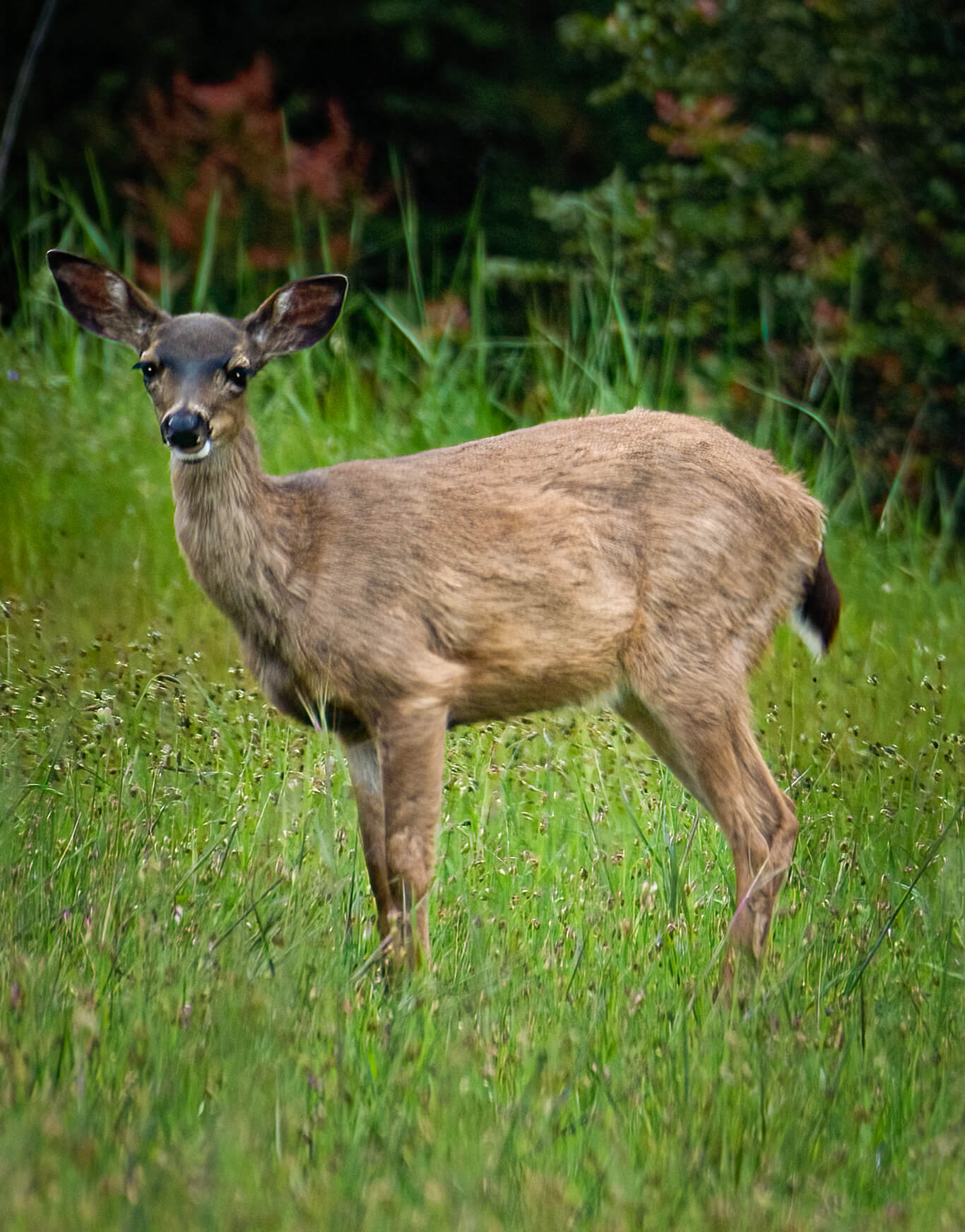 Sea Ridge deer looking at camera in green meadow