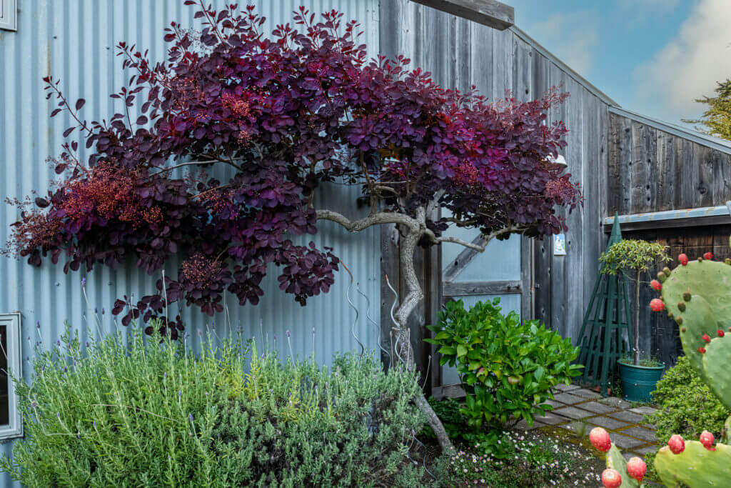 Tin Roof outdoor garden with small tree against tin wall