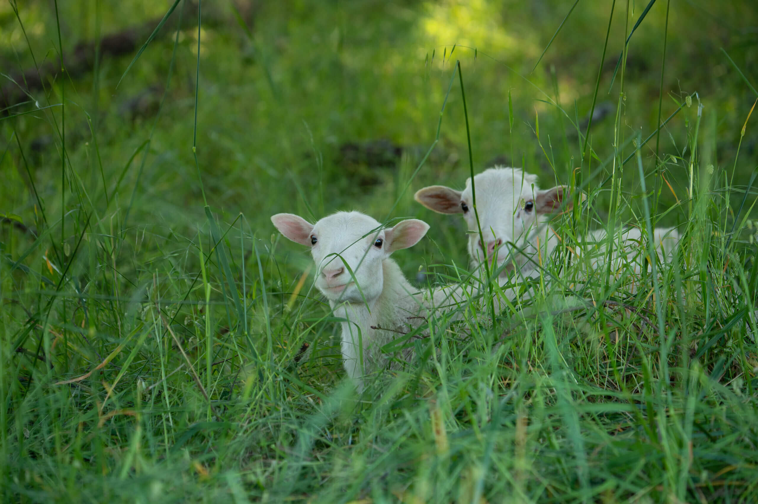 Piper's Dream lambs in green meadow