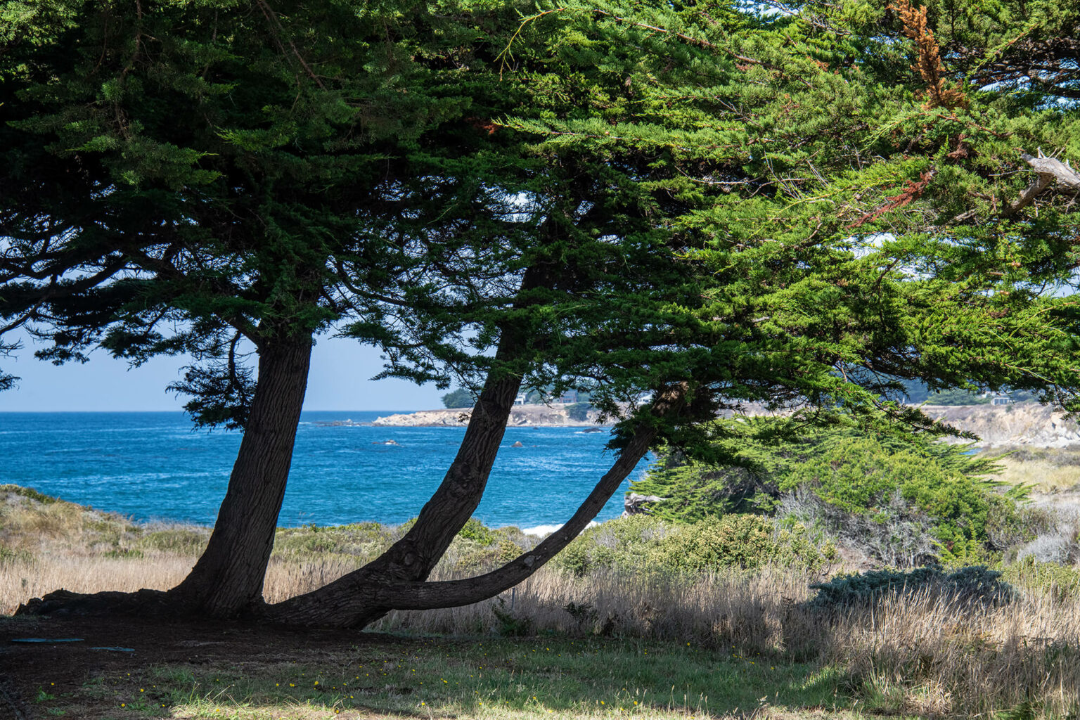 Beach Dreams tree with view of ocean