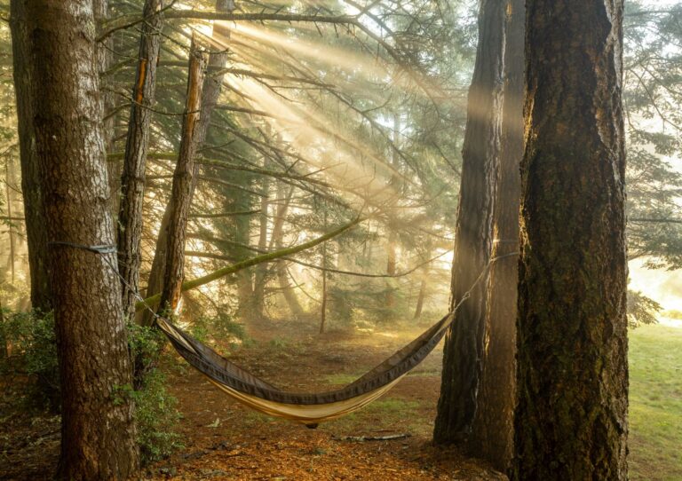 Paradiso - outdoor hammock hanging from trees in thick forest with sunlight streaming