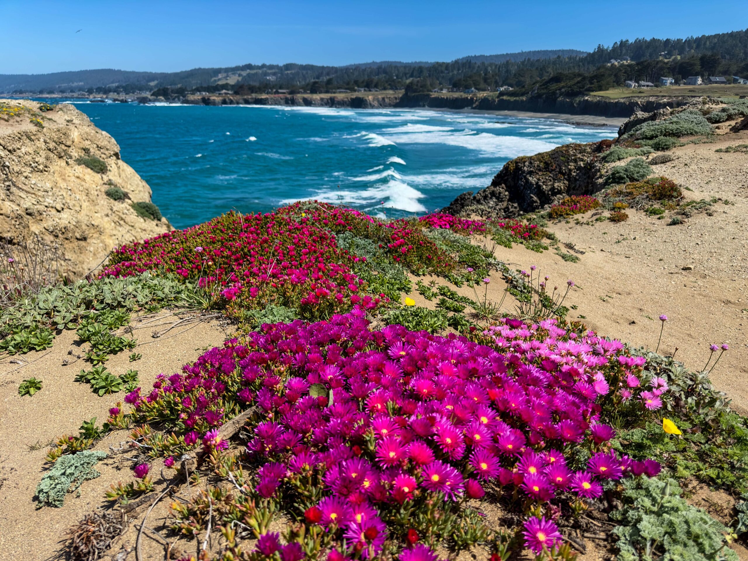 Mare Vista: rocky sandy beach with blooming pink flowers and view of ocean