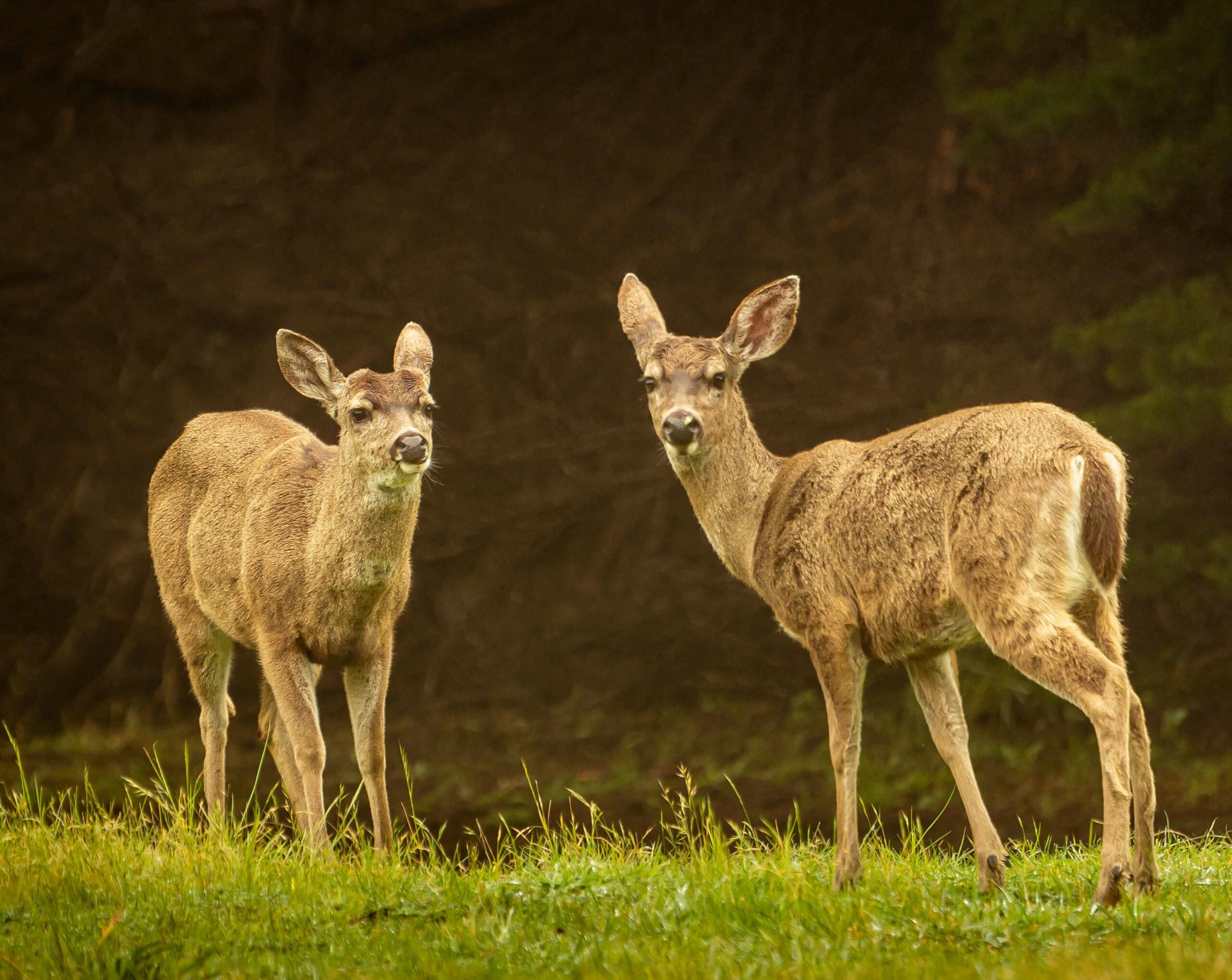 Mare Vista: two wild deer in grass looking at camera