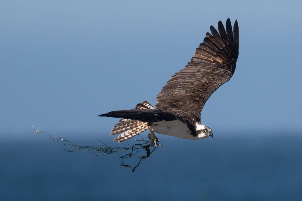 Cornwall West - close up of raptor flying over ocean.