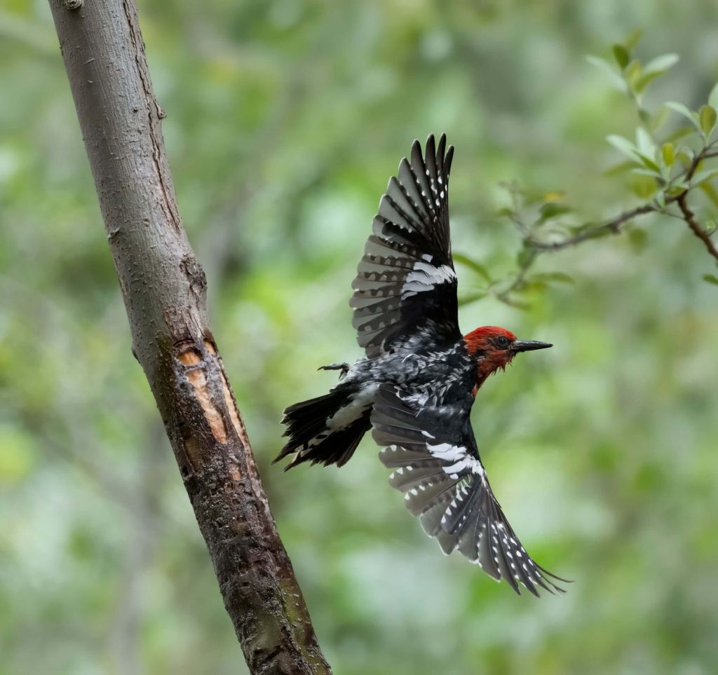 Cornwall West - close up of colorful bird flying through trees.